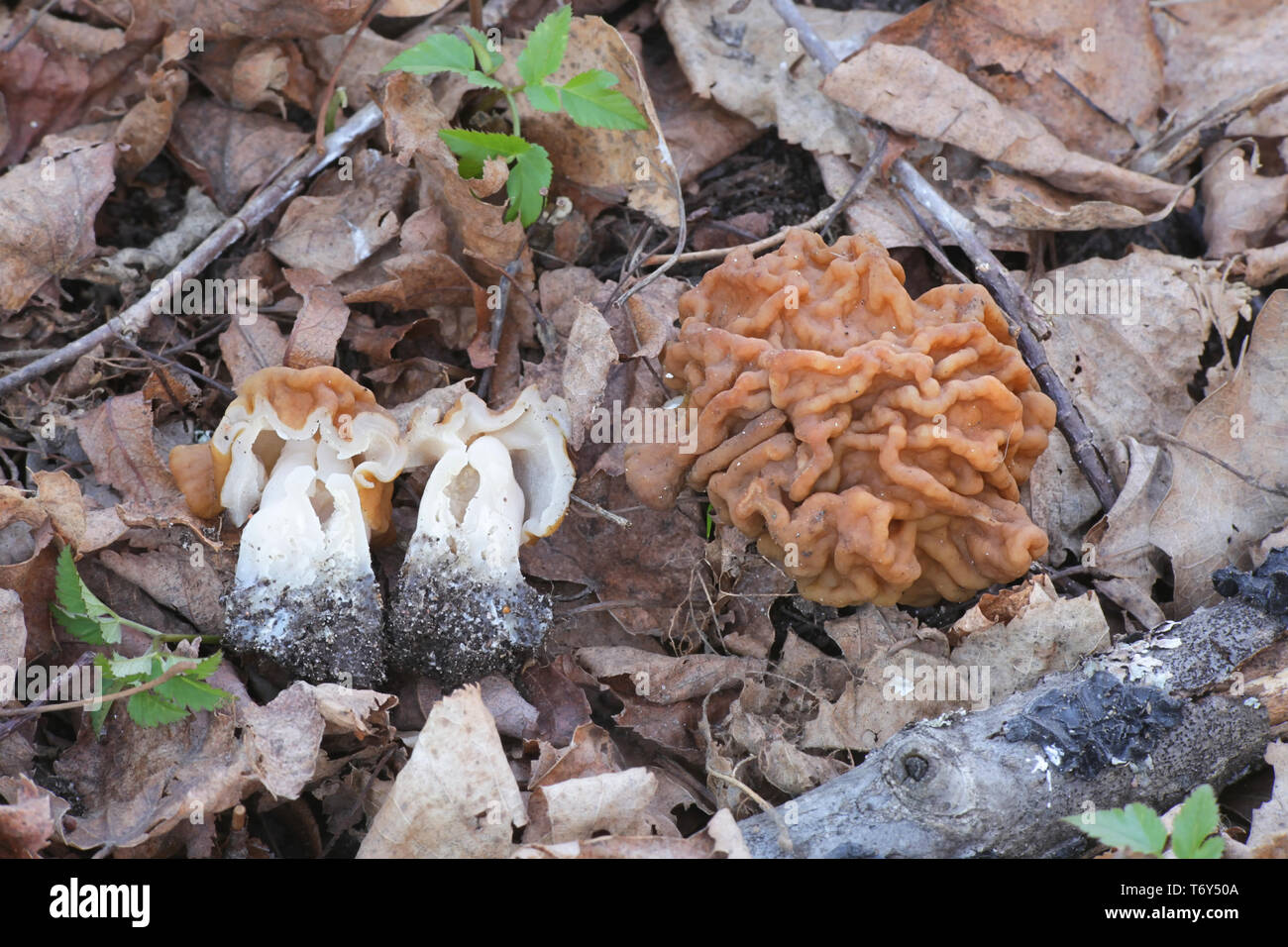 Gyromitra gigas, die gemeinhin als der Schnee, Schnee false Morel Morel, Kalb, Gehirn, oder Bull Nose bekannt, eine wilde essbare Pilze aus Finnland Stockfoto