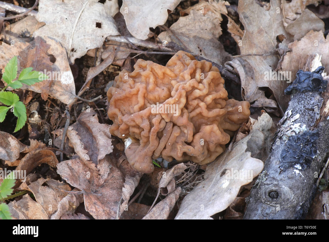 Gyromitra gigas, die gemeinhin als der Schnee, Schnee false Morel Morel, Kalb, Gehirn, oder Bull Nose bekannt, eine wilde essbare Pilze aus Finnland Stockfoto