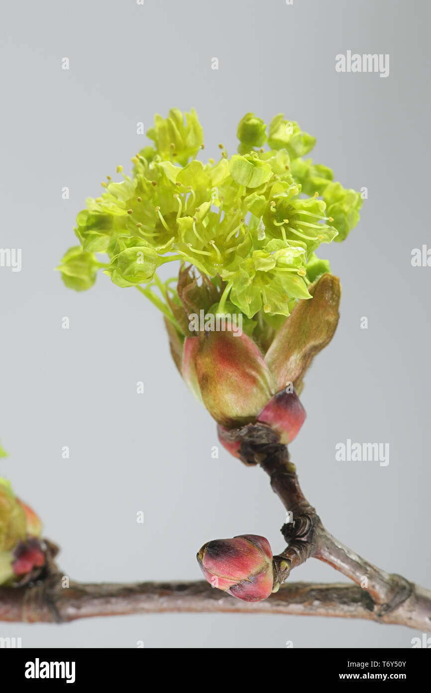 Acer negundo, bekannt als Spitzahorn Stockfoto