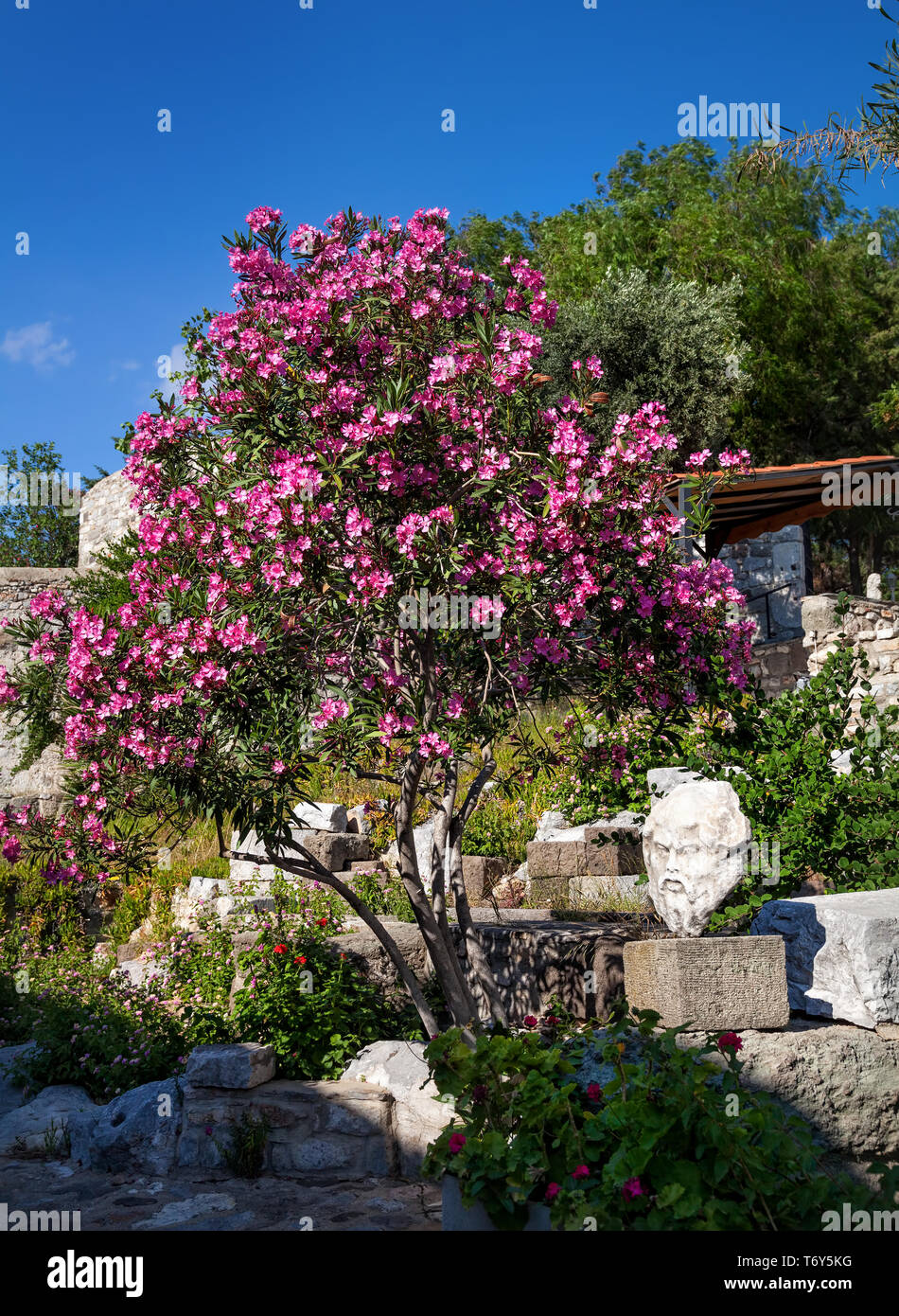 Bodrum kunst Fotos und Bildmaterial in hoher Auflösung Alamy