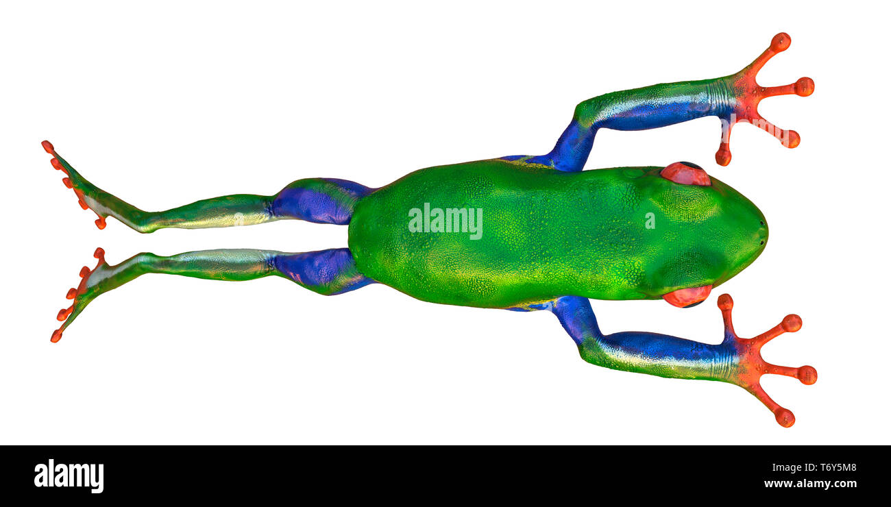 Amazon Frosch in einen weißen Hintergrund etwas Spaß in ihre Kreationen  setzen Stockfotografie - Alamy