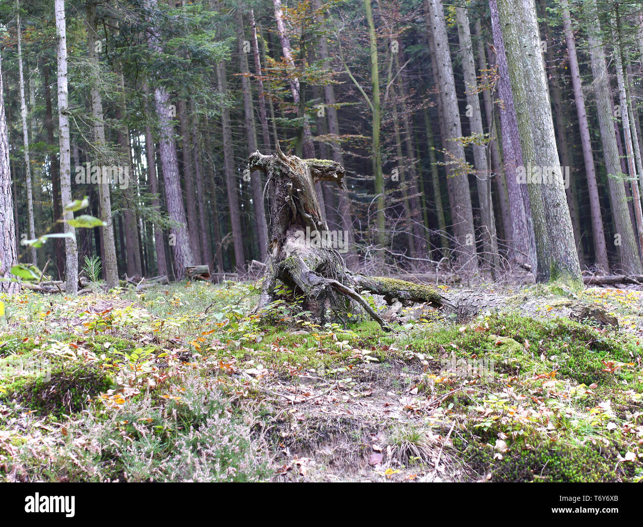 Mystischen Wald in Süddeutschland mit einer Figur wie Gestalt zwischen den Bäumen Stockfoto