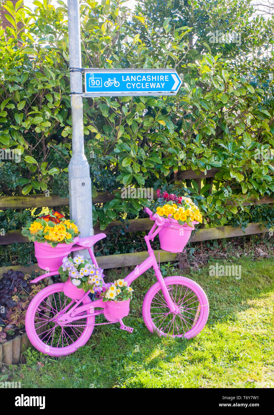 Fahrrad am Straßenrand lackiert rosa mit blume Anzeige der Gelb roten und blauen Primeln. Elswick Beste Gehaltene Dorf Lancashire England Großbritannien Stockfoto