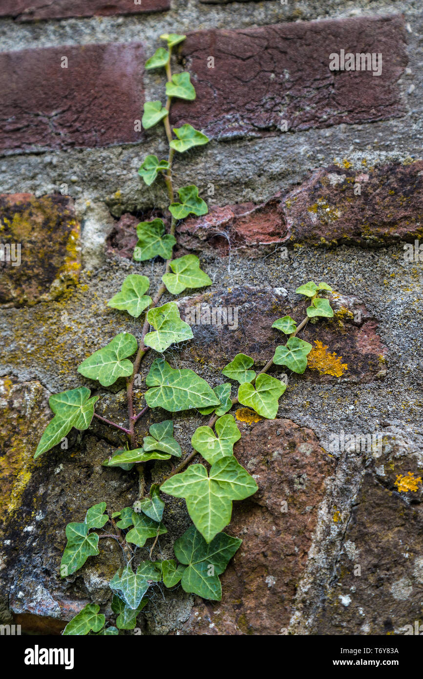 Hintergrund der Efeu an einer Wand Stockfoto