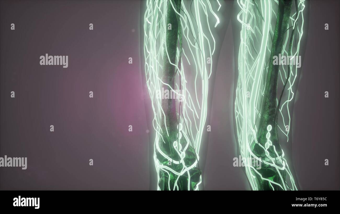 Wissenschaft Anatomie Scannen von Frau Herz und Blutgefäße glühende Stockfoto