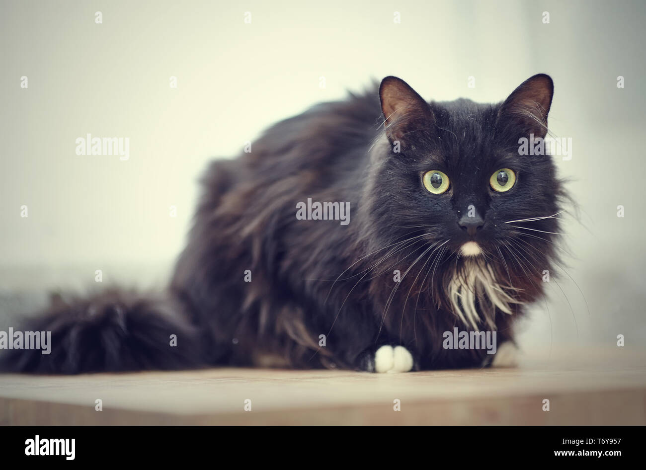 Schwarz Flauschige Katze Mit Grunen Augen Und Weissen Pfoten Stockfotografie Alamy