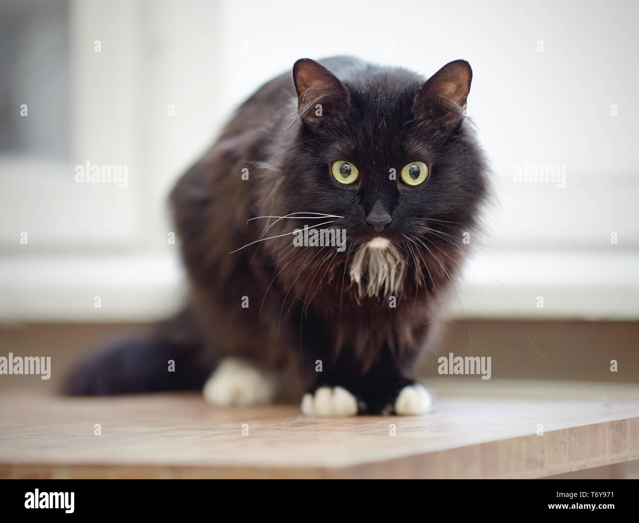 Schwarz Flauschige Katze Mit Grunen Augen Und Weissen Pfoten Stockfotografie Alamy