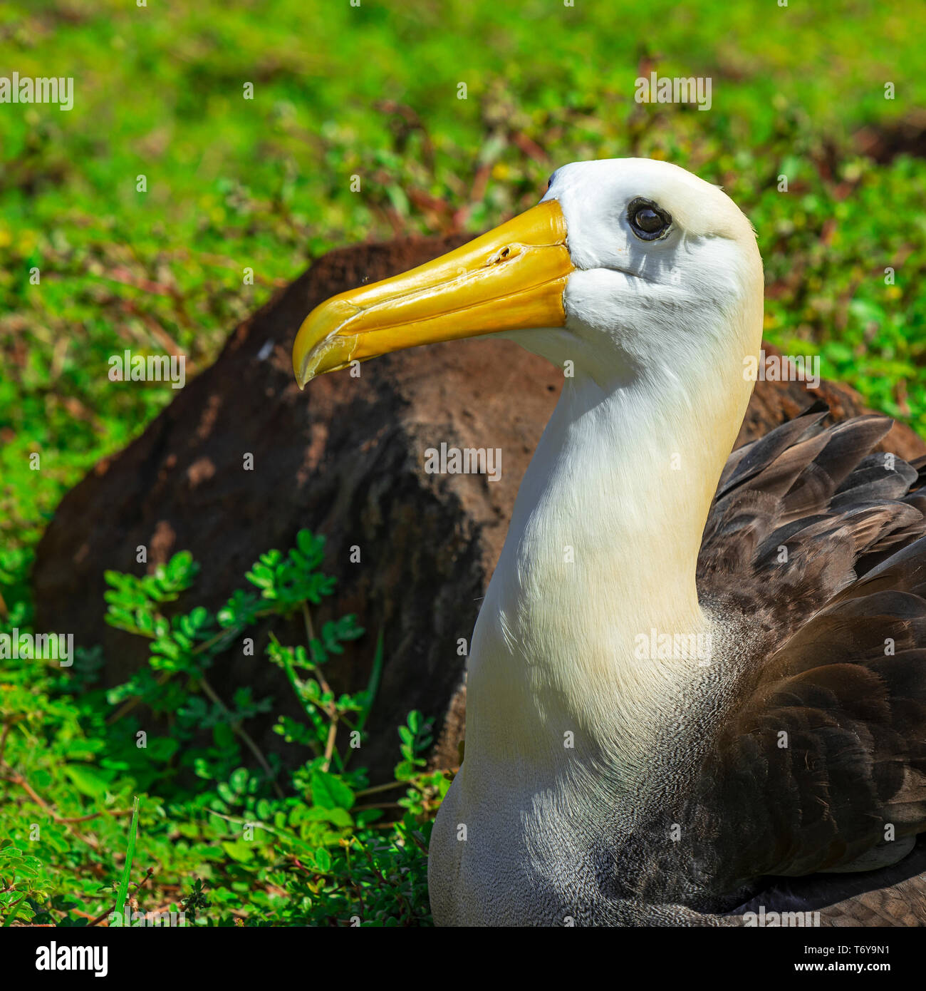 Porträt einer winkte Albatross (Phoebastria irrorata) am Espanola Insel auf Galapagos National Park, Pazifischer Ozean, Ecuador. Stockfoto