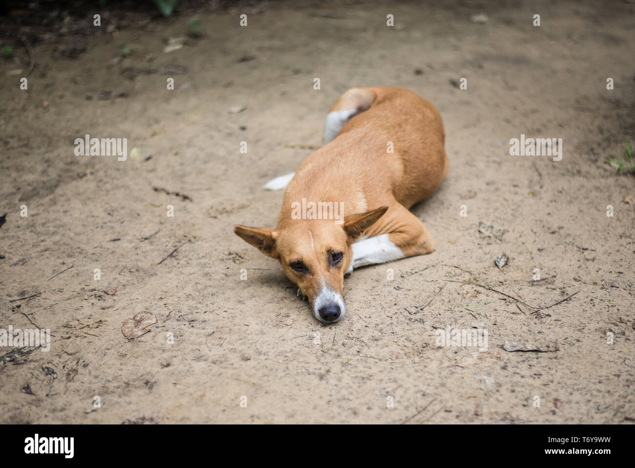 Streunender Hund liegend, Indien Stockfoto