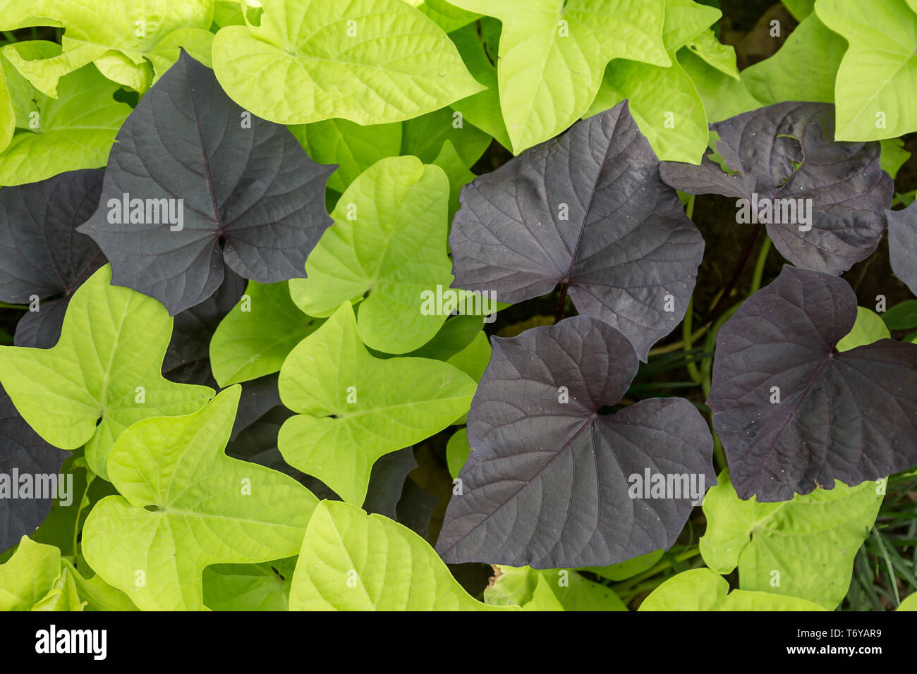 Full Frame Hintergrund von hellem Grün und Violett Blätter Stockfoto