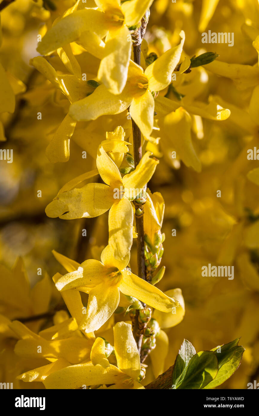 Blüte der Besen Stockfoto