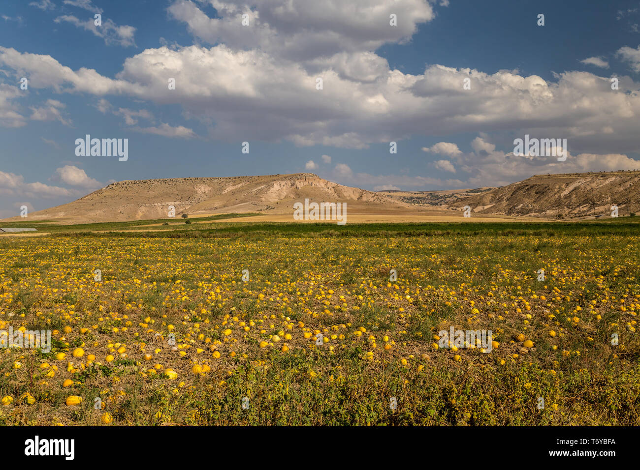 Kürbisse Reifung in einem Feld Stockfoto