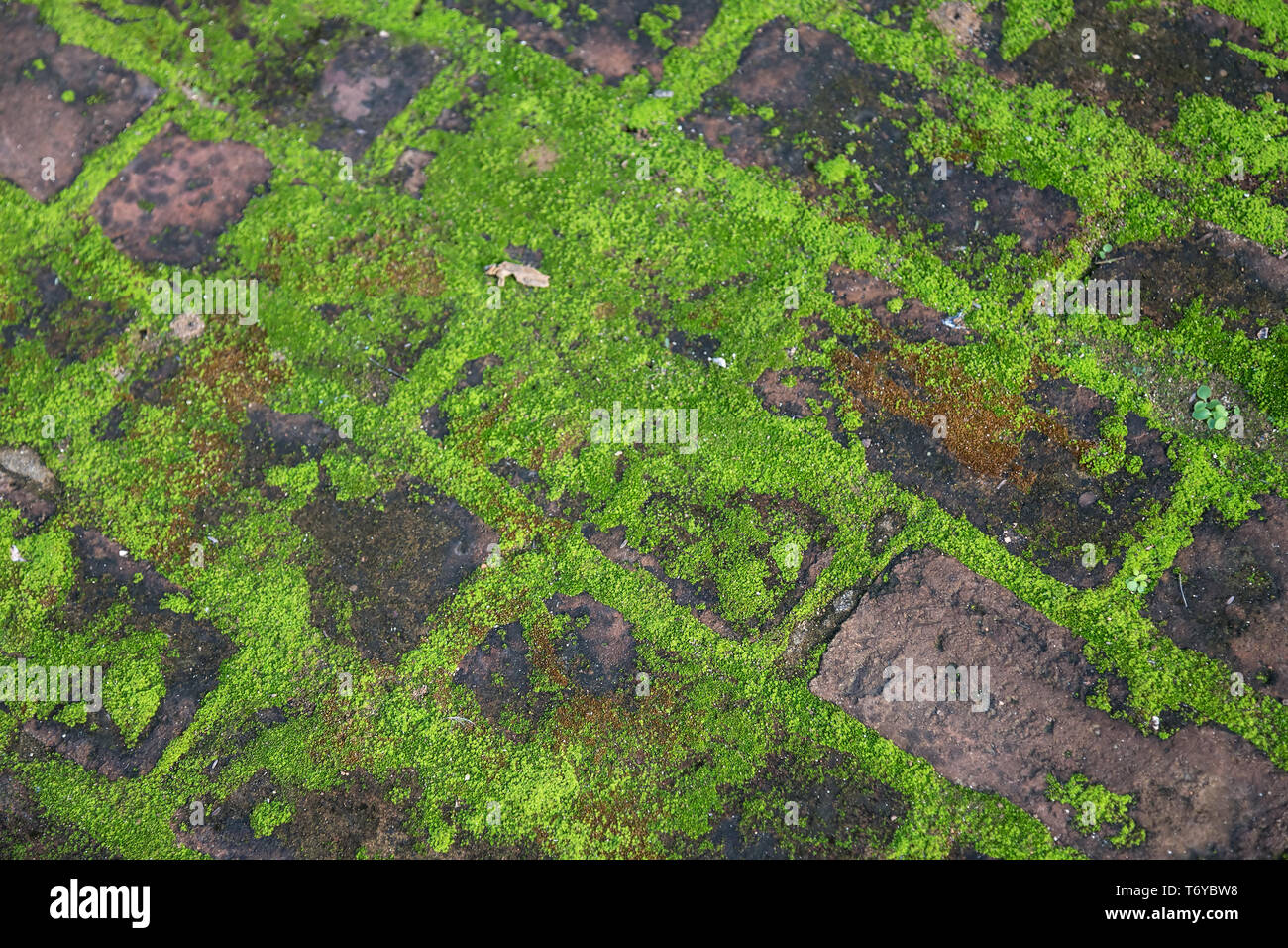 Green Moss auf Pflastersteinen. Full Frame Hintergrund Stockfoto