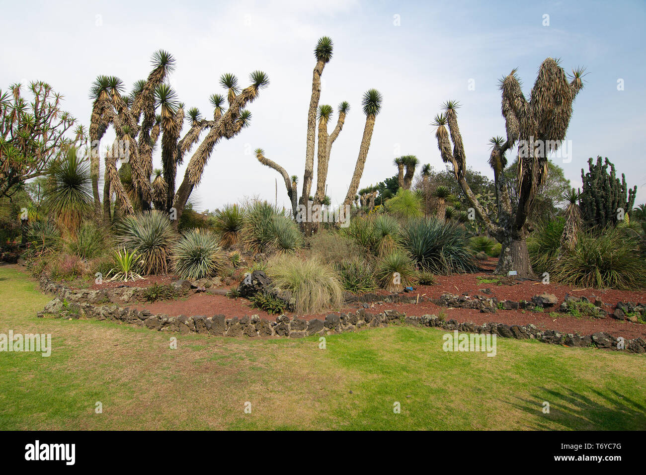 Einheimische Pflanzen im Botanischen Garten der UNAM, Mexiko City, Mexiko. Stockfoto