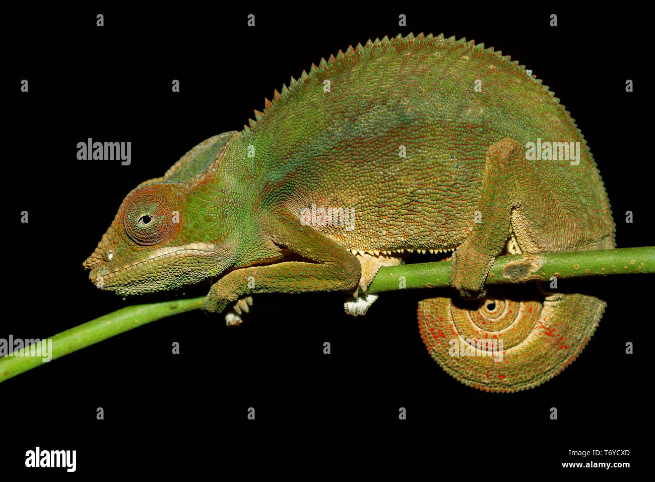 Panther chameleon (Furcifer pardalis) Stockfoto