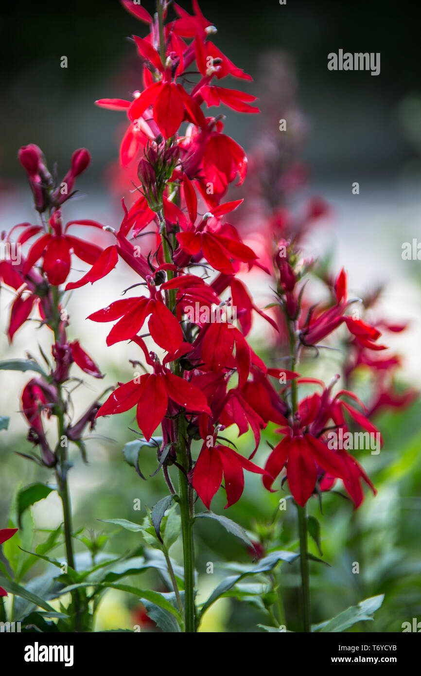 Rote zierblumen Stockfotos und bilder Kaufen Alamy