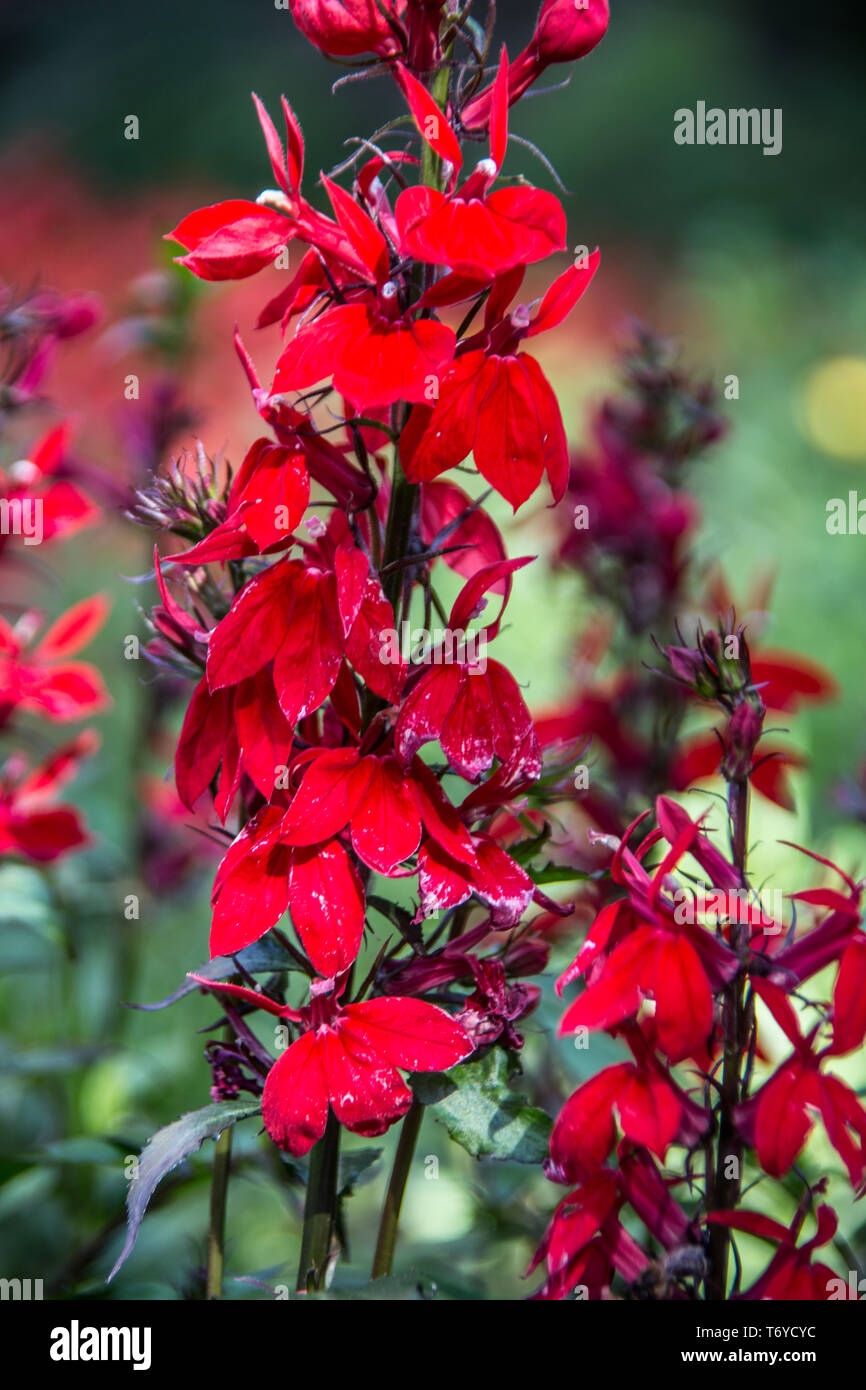 Rote zierblumen Stockfotos und bilder Kaufen Alamy