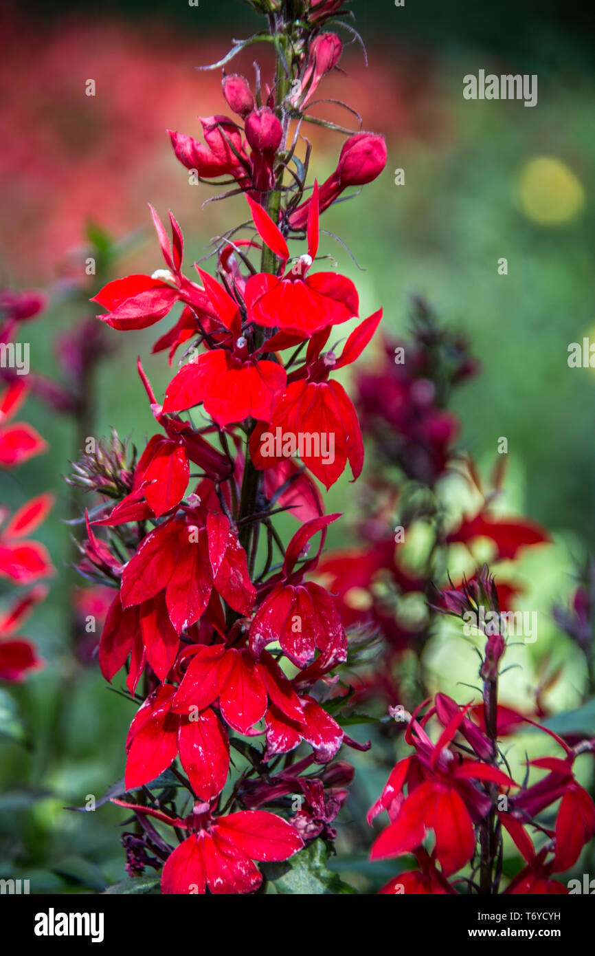 Rote zierblumen Stockfotos und bilder Kaufen Alamy