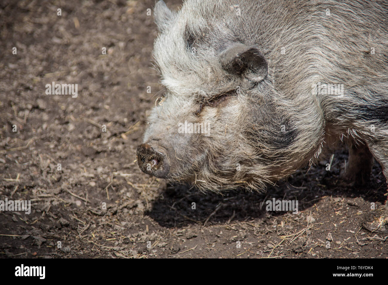 Wollig behaarten Schwein Stockfoto