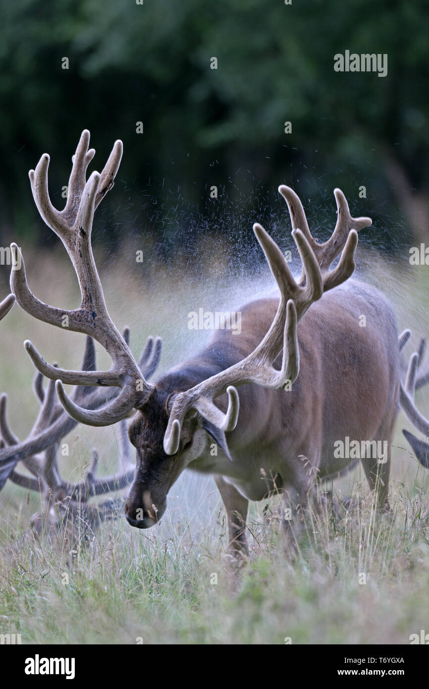 Red Stag schüttelt das Wasser aus dem Fell Stockfoto