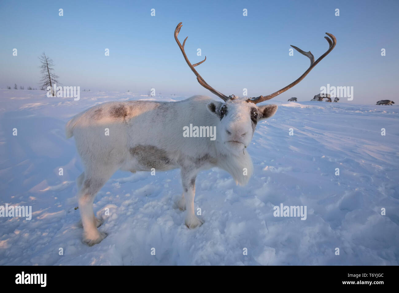 Russland, der Jamal-nenzen Autonome Region, Halbinsel Yamal, nenzen Rentier Hirten am Lager Stockfoto