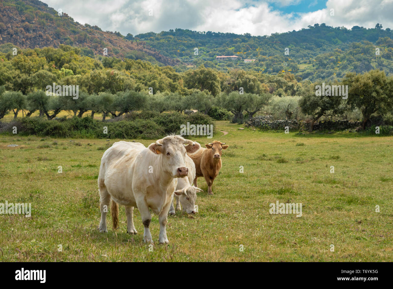 Charolais grasende Kühe auf der Wiese von Extremadura, Spanien Stockfoto