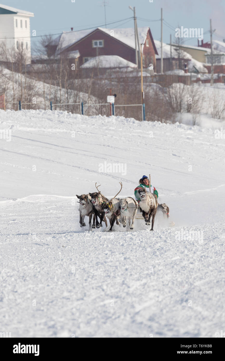 Russland, der Jamal-nenzen Autonome Region, Halbinsel Yamal. Rentier Racing. Stockfoto