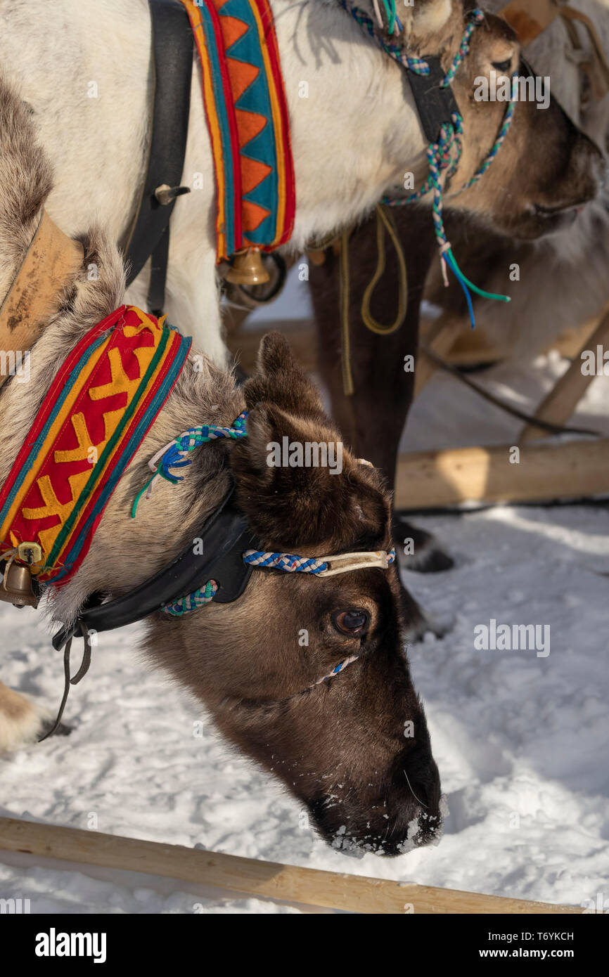 Russland, der Jamal-nenzen Autonome Region, Halbinsel Yamal, Rentier Festival. Stockfoto