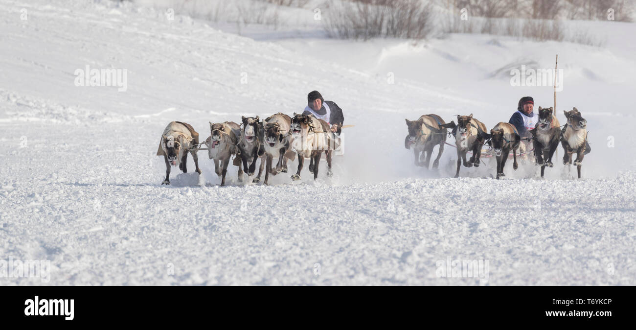 Russland, der Jamal-nenzen Autonome Region, Halbinsel Yamal. Rentier Racing. Stockfoto