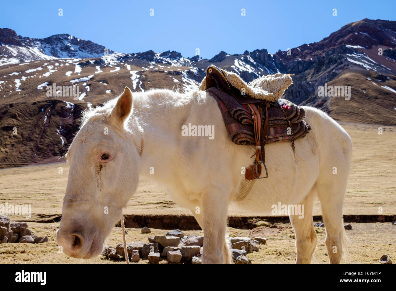 White Horse zum Mieten auf dem Weg zum Regenbogen Berg in Los Andes, Peru Stockfoto