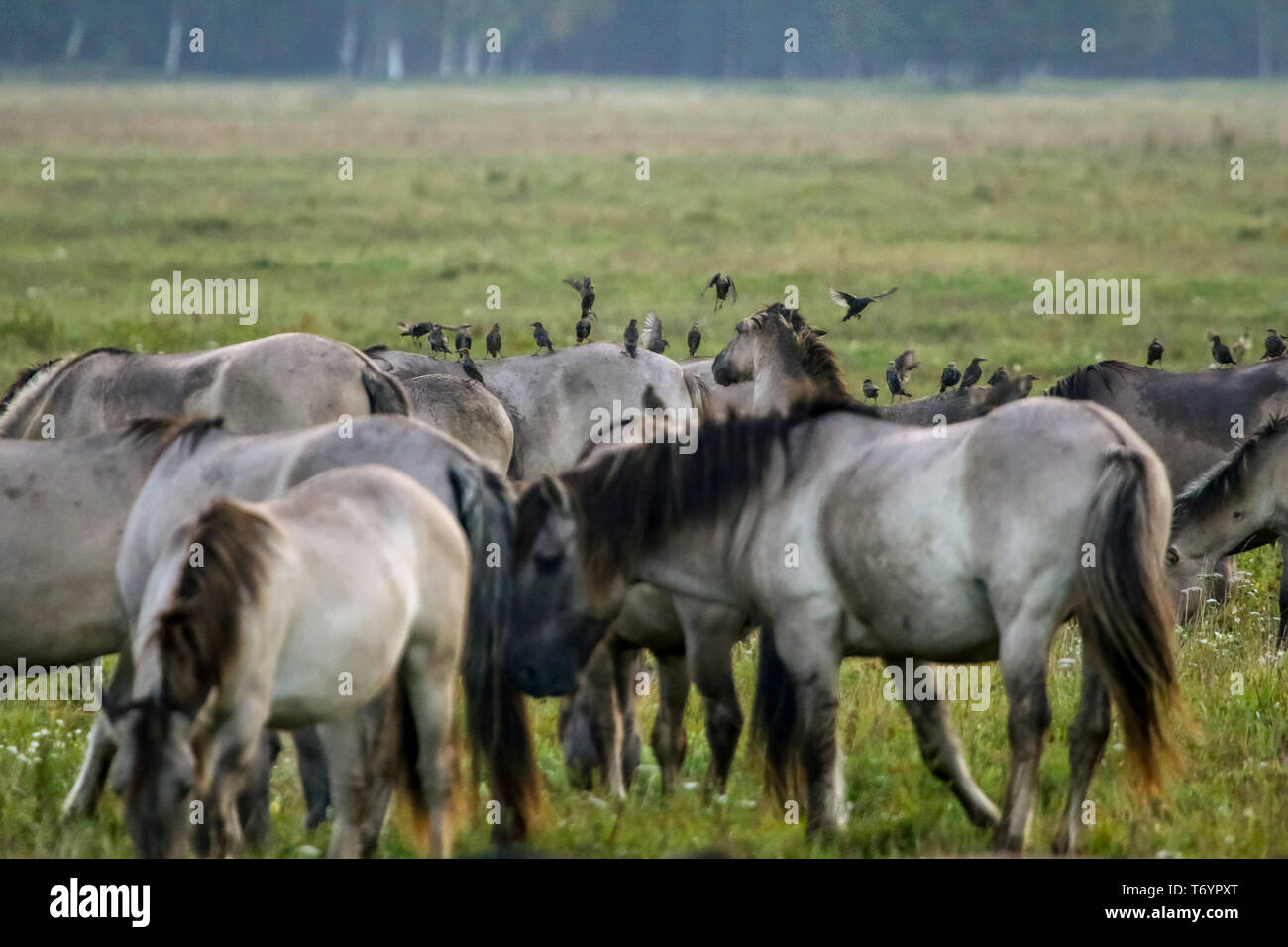 Wilde Pferde grasen auf der Weide auf nebliger Sommermorgen. Stockfoto