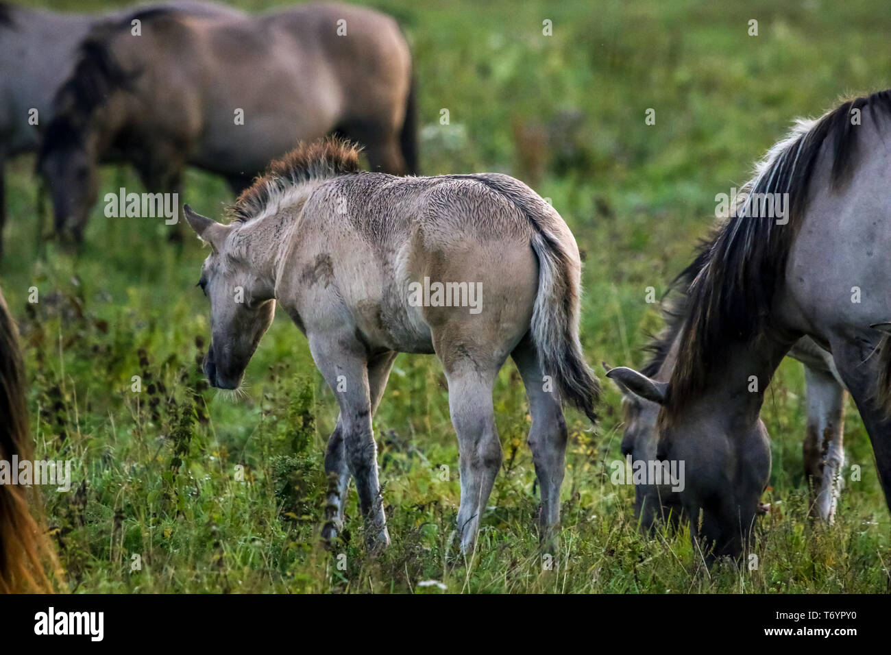 Wilde Pferde grasen auf der Weide auf nebliger Sommermorgen. Stockfoto