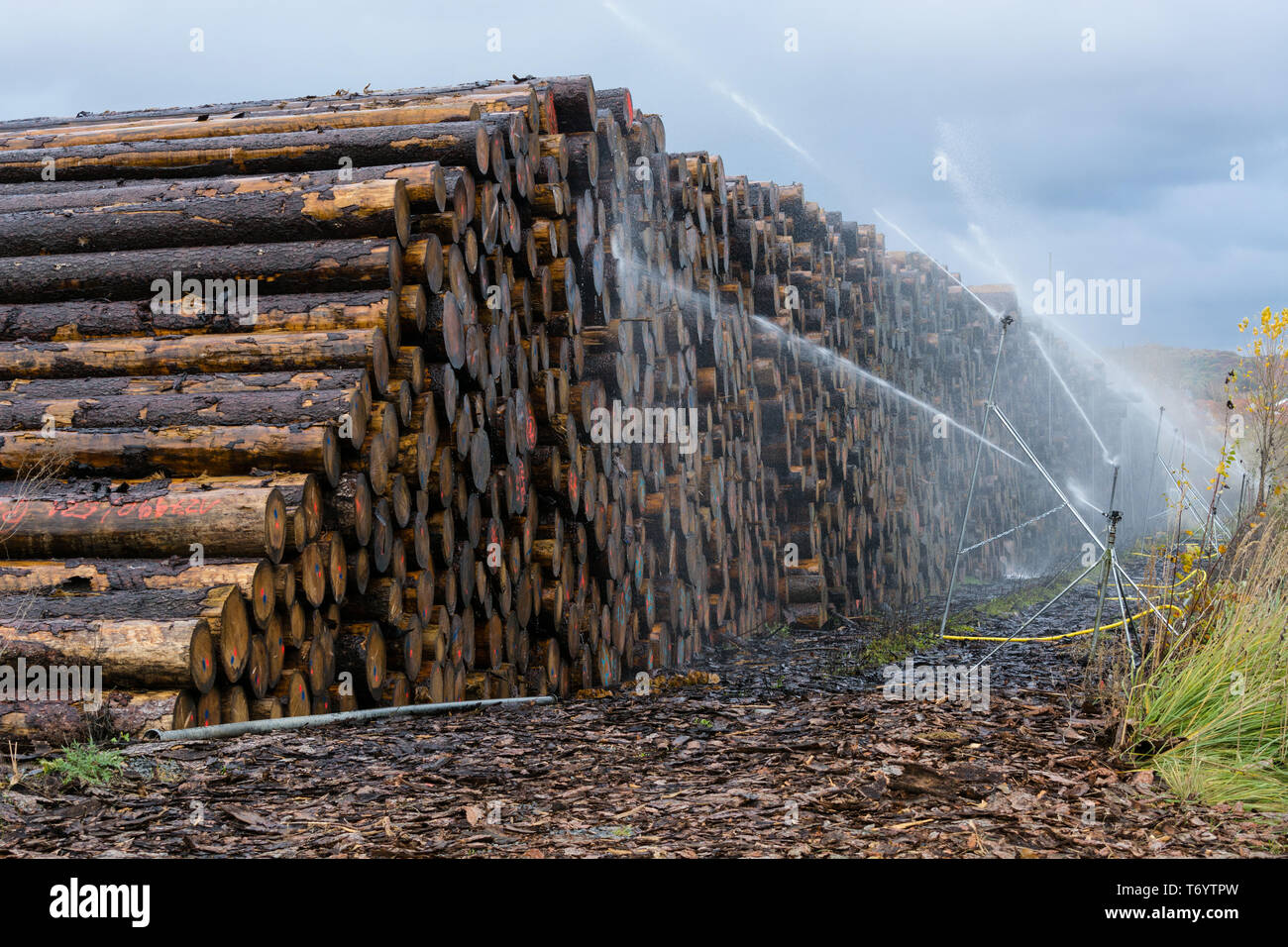 Gestapeltes Holz auf Holz Außenlager Stockfoto