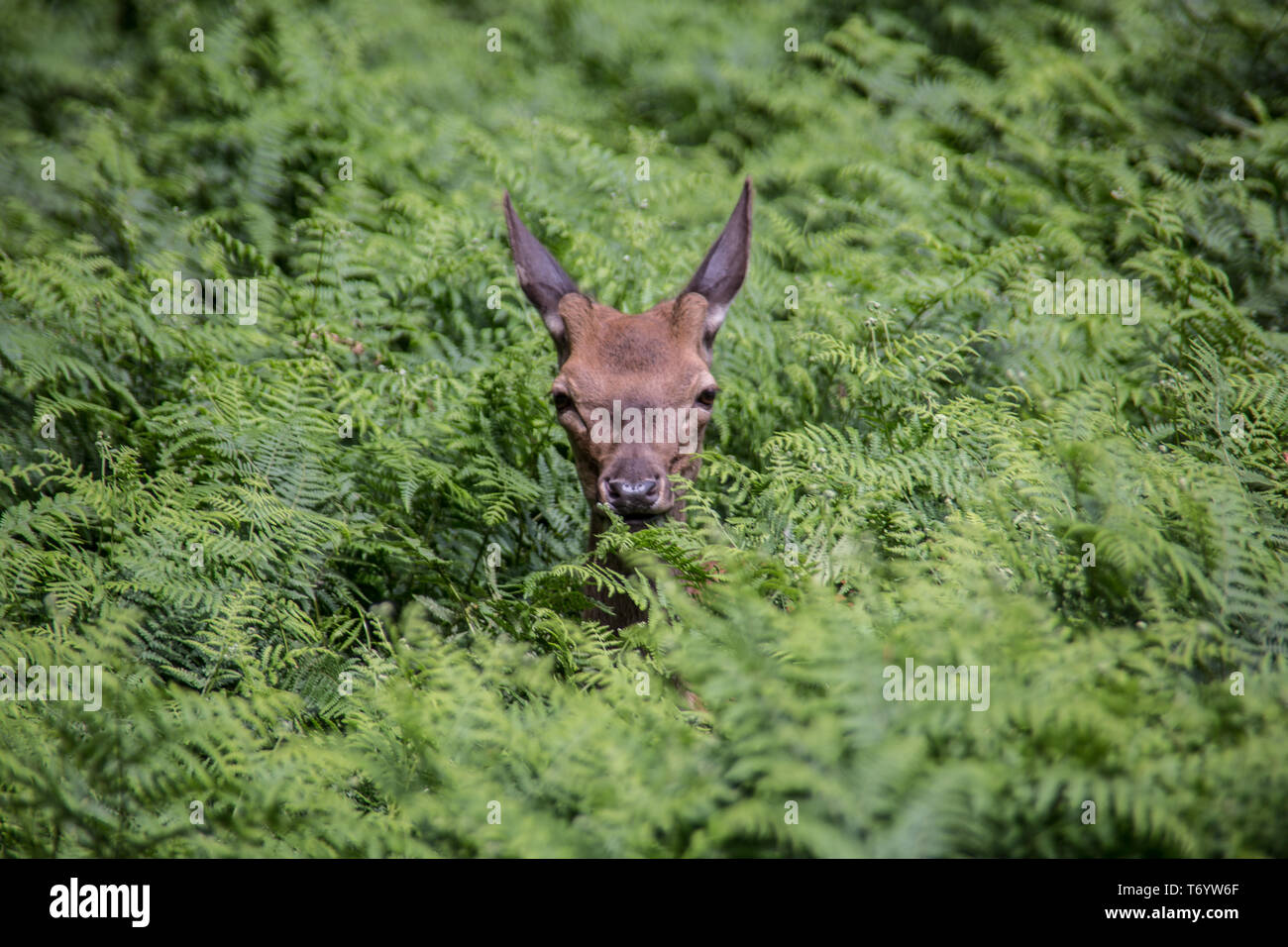 Wohin Geht Ein Reh Mit Haarausfall Rehe im wald -Fotos und -Bildmaterial in hoher Auflösung – Alamy