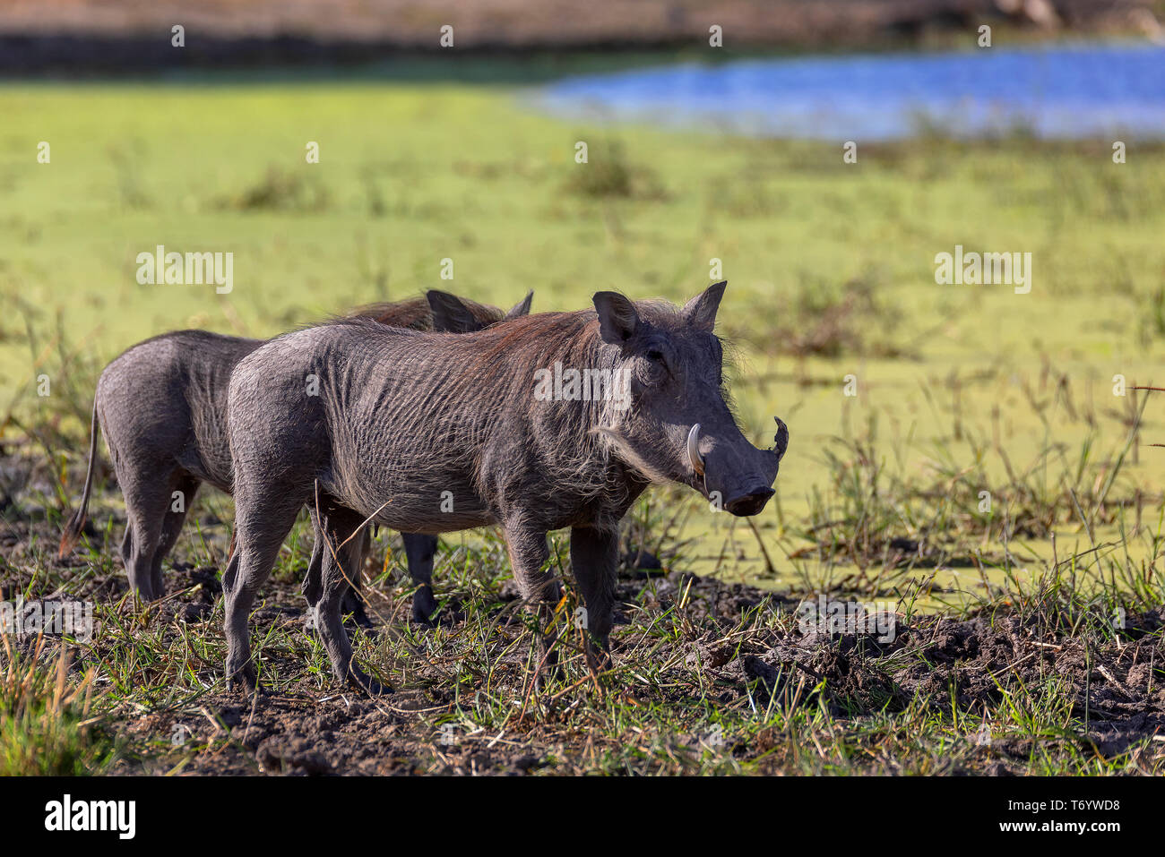 Warzenschwein Botswana Safari Wildlife Stockfoto