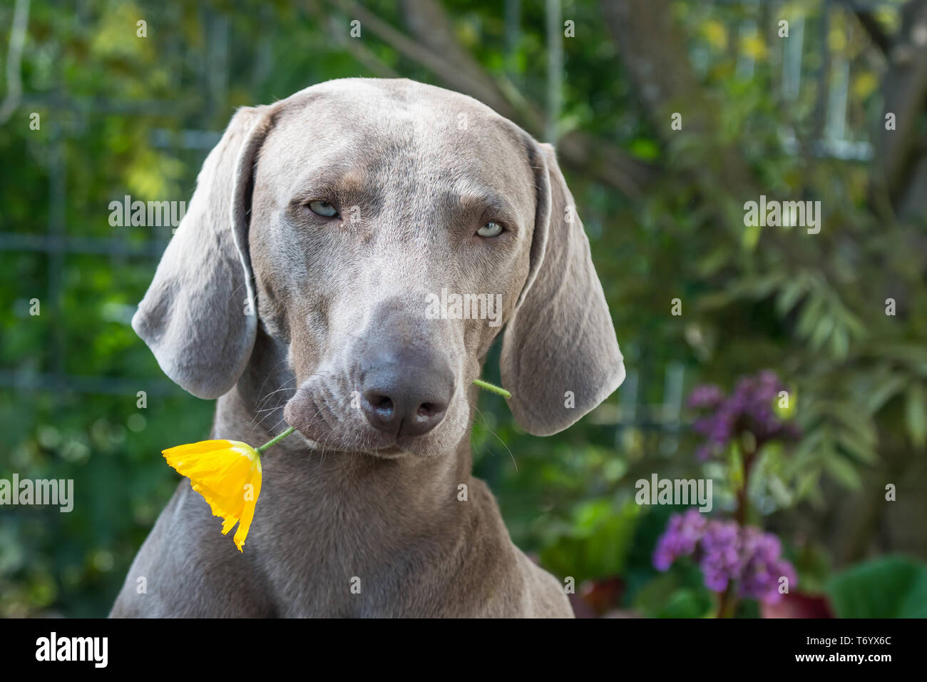 Hund mit Blume im Mund Stockfoto