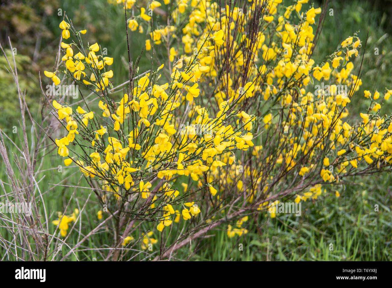 Besen in der Blüte Stockfoto