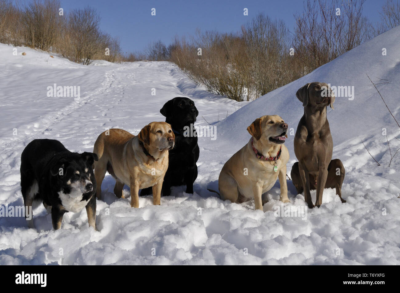 Sind eine Gruppe von Hunden sitzen im Schnee Stockfoto