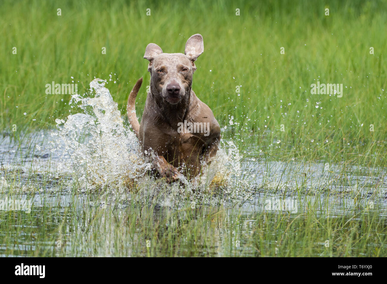 Hund läuft durch Wasser Stockfoto
