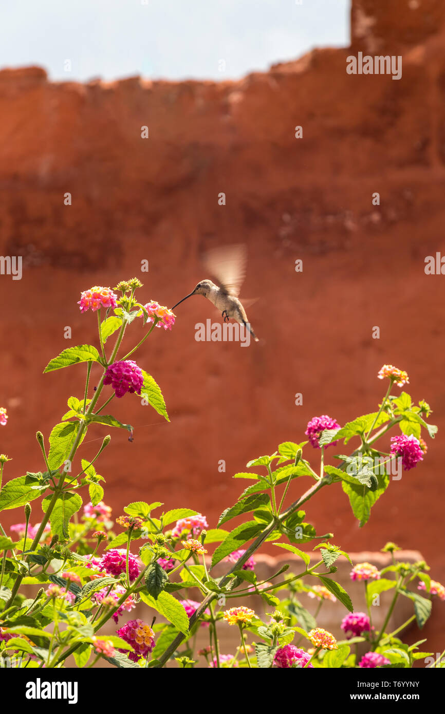 Riesige Kolibri (Patagona gigas) Fütterung auf lantana Blüten Stockfoto