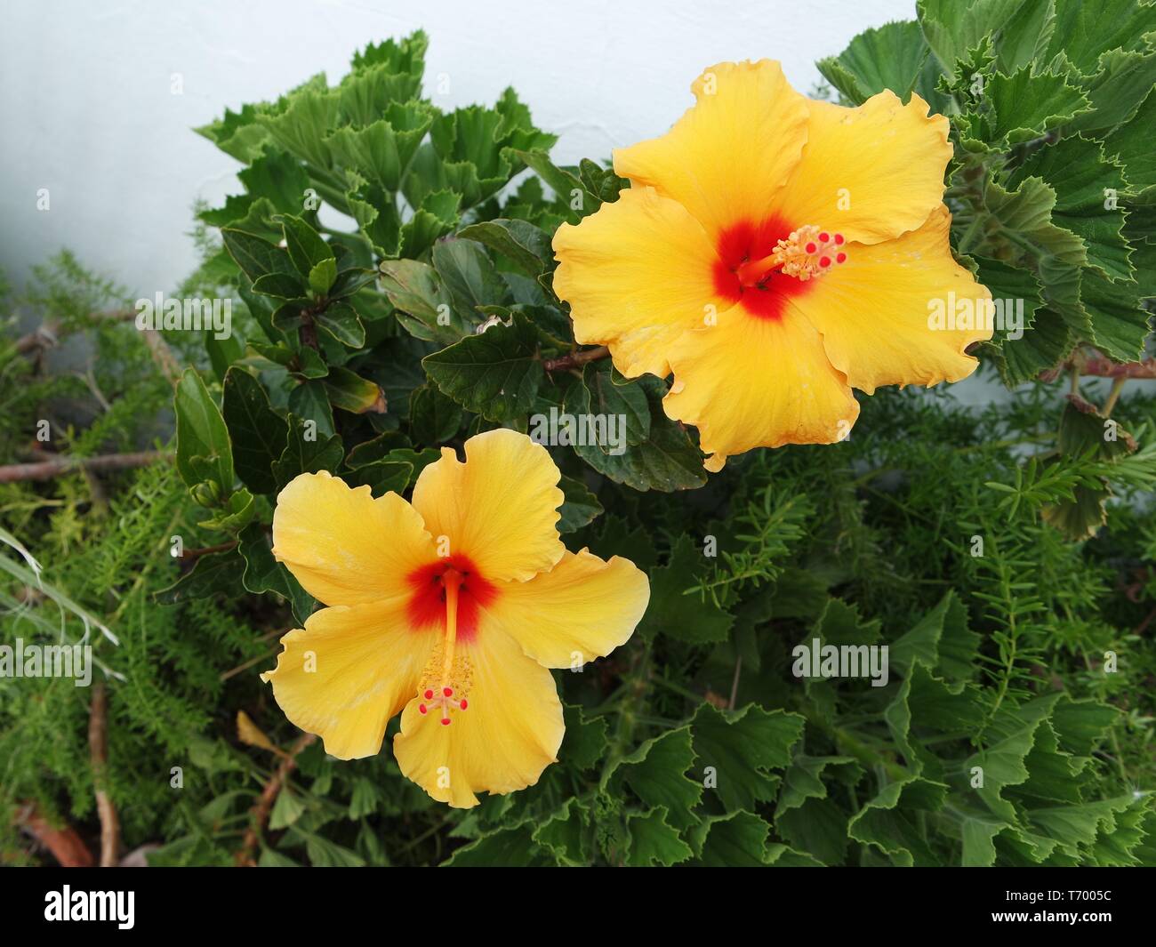 Yellow Hibiscus Blumen Stockfoto