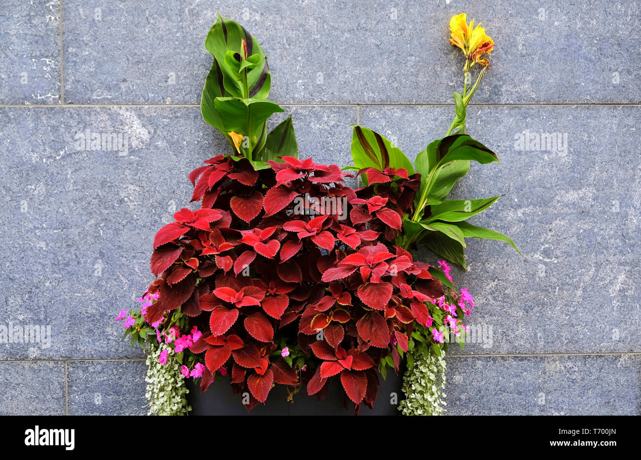 Blume gegen eine Wand. Stockfoto