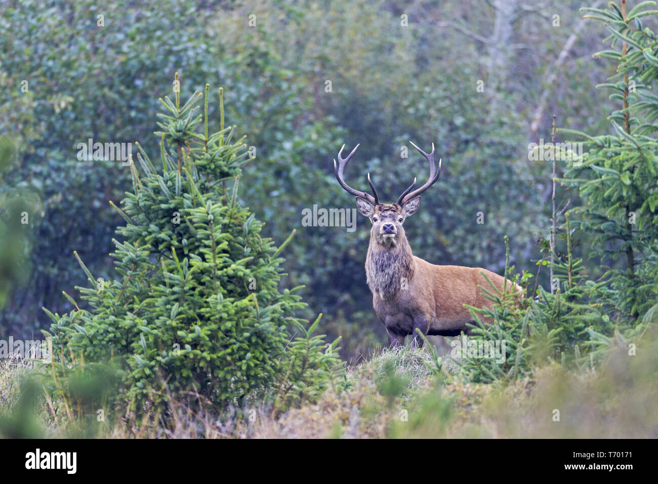 Red Deer, Roter Hirsch, Cervus elaphus Stockfoto