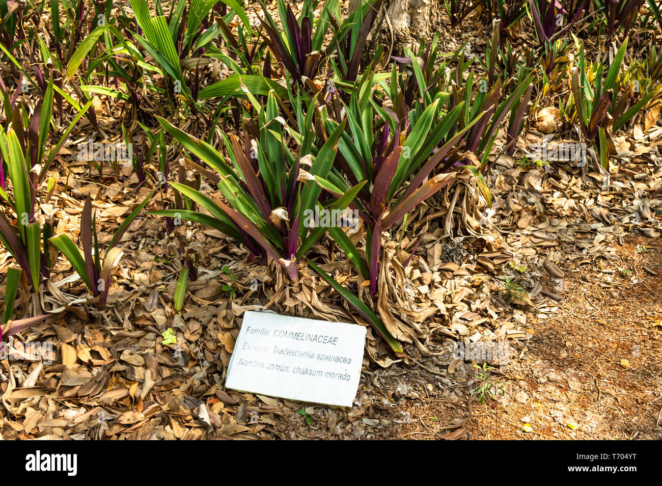 Tradescantia spathacea, wie Mose in die Wiege bekannt. Hier sind einige von ihnen an der Becal Museum Garten in Campeche, Mexiko. Stockfoto