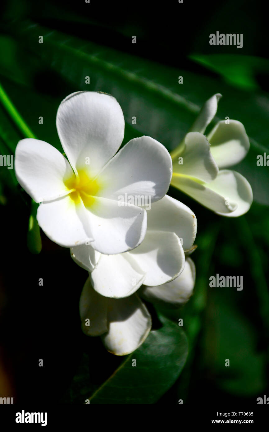 Weiß und Gelb Plumeria spp., frangipani Blüten, Frangipani, Pagode Baum oder Tempel Baum auf natürliche Hintergrund. Stockfoto