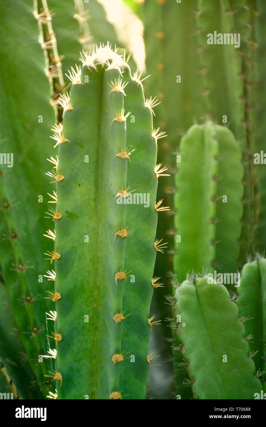 Grne Stiel und Stacheln von Cereus sp. oder Mrchenschloss Kaktus in  Schatten und Licht Stockfotografie - Alamy