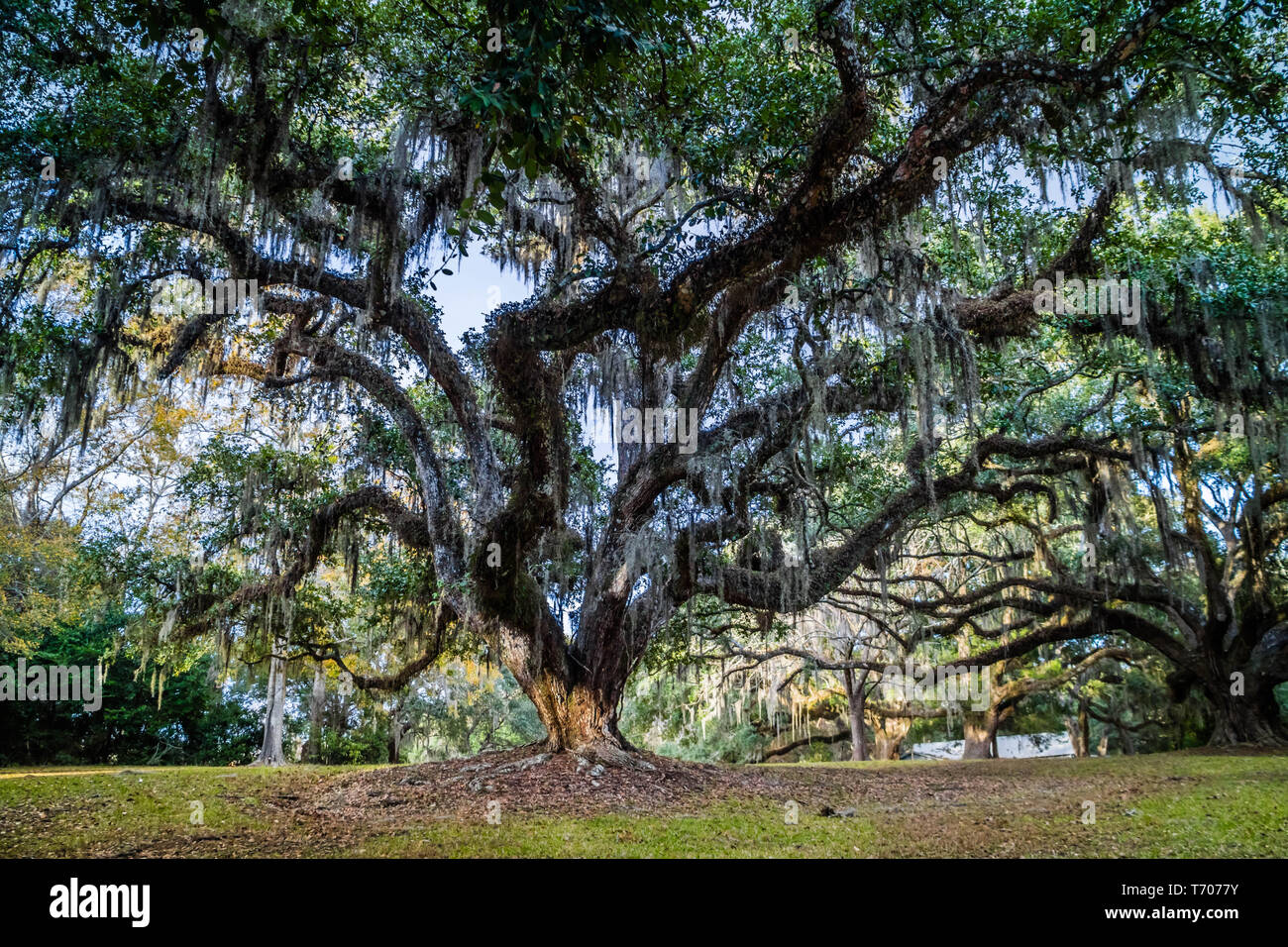 Großen alten Eichen in Avery Island, Louisiana Stockfoto