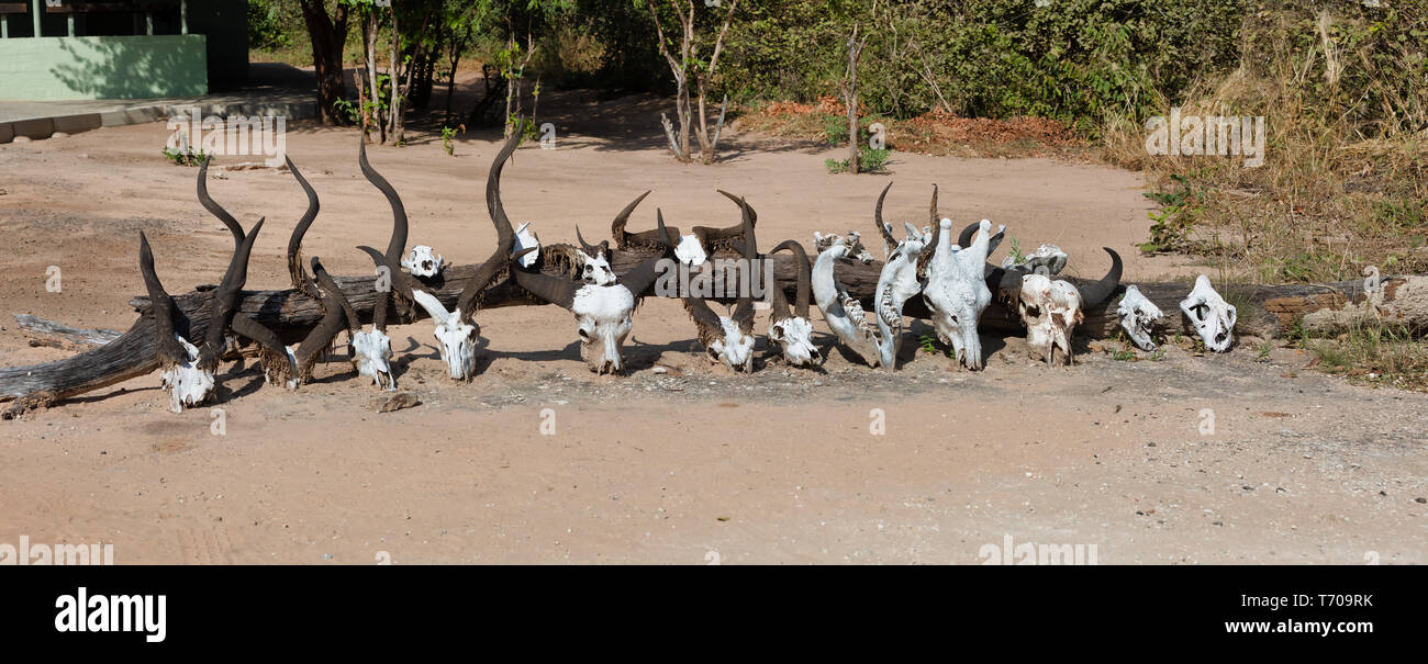 Sammlung von Schädeln aus afrikanischen Säugetiere Stockfoto