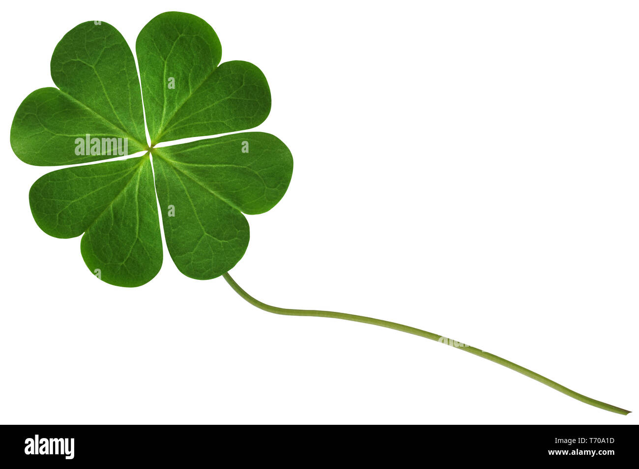 Vierblättrigen Kleeblatt 1. Stockfoto