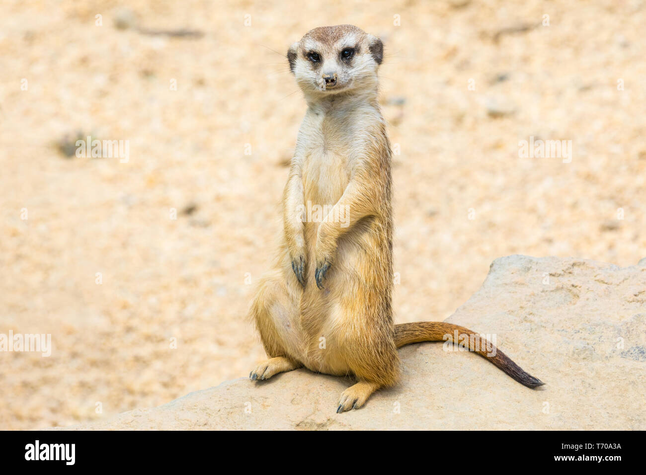 Erdmännchen Portrait in der Natur an Kamera suchen Stockfoto